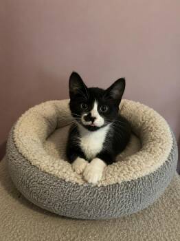 Bubble Gum Peep -  Domestic Short Hair Cat Available for Adoption in Belchertown, Massachusetts - Bubble Gum Peep | PetCurious