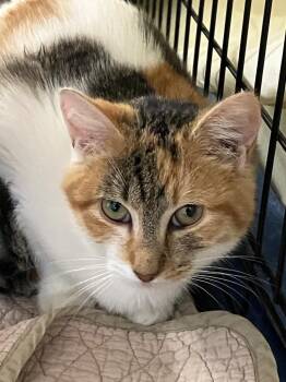 Domestic Short Hair Cats Available for Adoption - Shoshanna | PetCurious