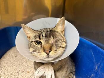 MONOCLE* -  Domestic Short Hair Cat for Adoption in Santa Cruz, California - MONOCLE* | PetCurious
