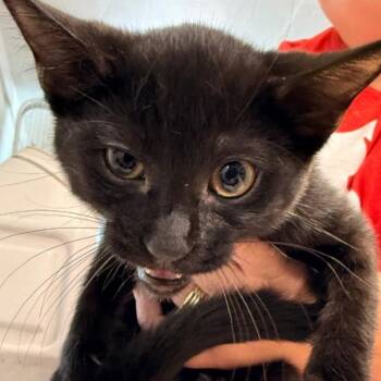 Domestic Short Hair Cats Available for Adoption in Nashville, Tennessee - Magpie | PetCurious