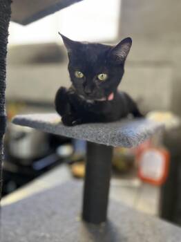 Rescue Bombay Cats for Adoption in Poway, California - Chia | PetCurious