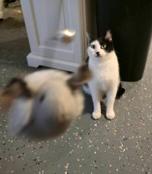 Beanie Baby -  Domestic Short Hair Cat Available for Adoption in Miami, Oklahoma - Beanie Baby | PetCurious