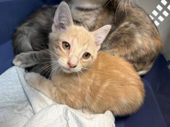 DUNCAN -  Domestic Short Hair Cat for Adoption in Antioch, California - DUNCAN | PetCurious