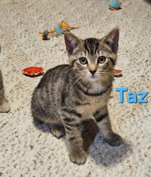 Taz -  Domestic Short Hair Cat for Adoption in Hartville, Ohio - Taz | PetCurious