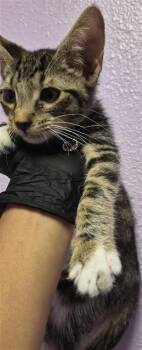 61485014 -  Domestic Short Hair Cat for Adoption in El Paso, Texas - 61485014 | PetCurious