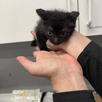 Edgar -  Domestic Short Hair Cat for Adoption in Spokane, Washington - Edgar | PetCurious