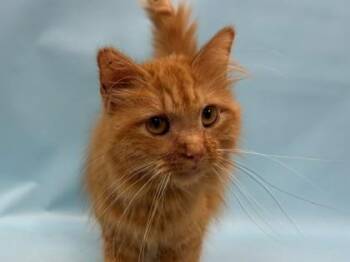 Nala -  Domestic Medium Hair Cat for Adoption in Minneapolis, Minnesota - Nala | PetCurious
