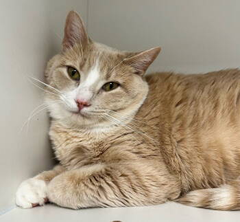 Rescue Domestic Short Hair Cats for Adoption in INDN HBR BCH, Florida - Kameko NC | PetCurious