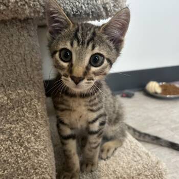 Dash -  Domestic Short Hair Cat for Adoption in Muncie, Indiana - Dash | PetCurious