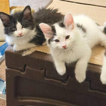 Opal -  Domestic Short Hair Cat for Adoption in Lewisville, Texas - Opal | PetCurious