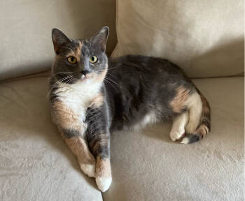 Rescue Domestic Short Hair Cats for Adoption in Mount Laurel Township, New Jersey - Olympia | PetCurious