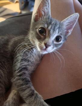 Bellamy Southern -  Domestic Short Hair and Tabby Cat for Adoption in Chandler, Arizona - Bellamy Southern | PetCurious