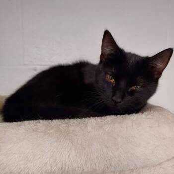 Rescue Domestic Medium Hair Cats for Adoption in Dayton, Ohio - Kitty | PetCurious