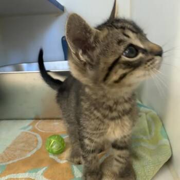 V.W. -  Domestic Short Hair Cat for Adoption in Buellton, California - V.W. | PetCurious