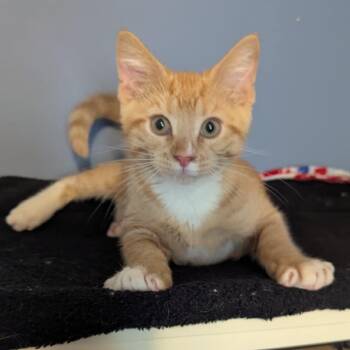 Rescue Domestic Short Hair Cats for Adoption in Portage, Michigan - Nutty Buddy | PetCurious