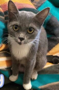 Rescue Domestic Short Hair Cats for Adoption in Morristown, New Jersey - Bluey | PetCurious