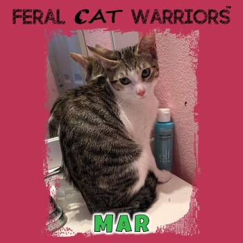 Mar -  Domestic Short Hair Cat for Adoption in Kingman, Arizona - Mar | PetCurious