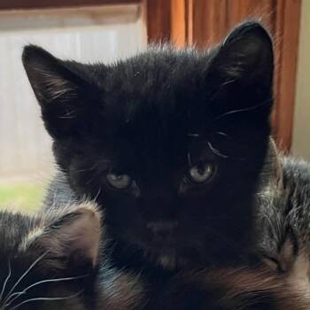 Clarke -  Domestic Short Hair Cat Available for Adoption in Port Washington, Wisconsin - Clarke | PetCurious