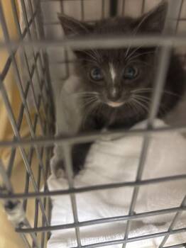 Domestic Short Hair Cats Available for Adoption in Las Vegas, Nevada - MARTIN | PetCurious