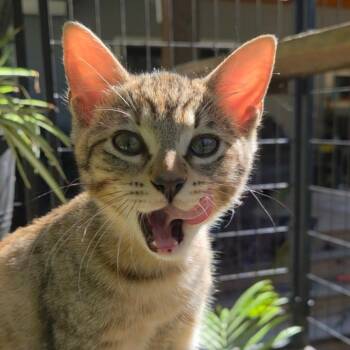 Sage II -  Domestic Short Hair Cat for Adoption in Houston, Texas - Sage II | PetCurious