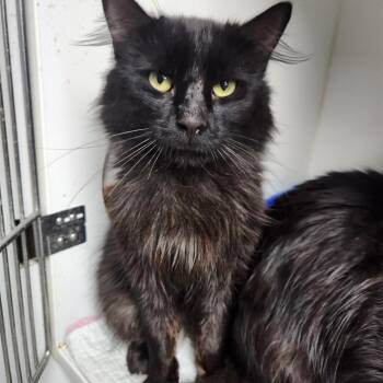 Domestic Long Hair Cats Available for Adoption in Walnutport, Pennsylvania - Craig | PetCurious