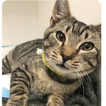 Rescue Domestic Medium Hair Cats for Adoption in Quakertown, Pennsylvania - Branch | PetCurious