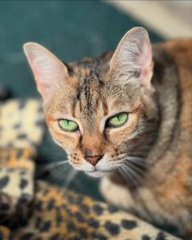 Rescue American Shorthair and Domestic Short Hair Cats for Adoption in Napa, California - Sandy | PetCurious