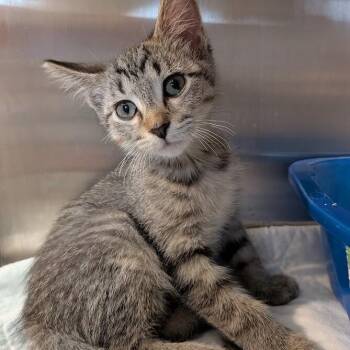 CATROYA -  Domestic Short Hair Cat for Adoption in La Crescent, Minnesota - CATROYA | PetCurious