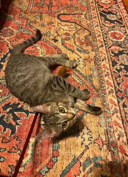 Tigger -  Domestic Short Hair Cat for Adoption in Fayetteville, Tennessee - Tigger | PetCurious