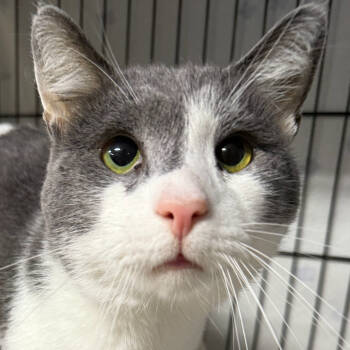 Rescue Domestic Short Hair Cats for Adoption in North Branford, Connecticut - 25-111 Simon | PetCurious