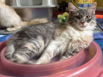 Teda (medium hair, kitten, lap cat) -  Domestic Medium Hair Cat for Adoption in Fairfax, Virginia - Teda (medium Hair, Kitten, Lap Cat) | PetCurious