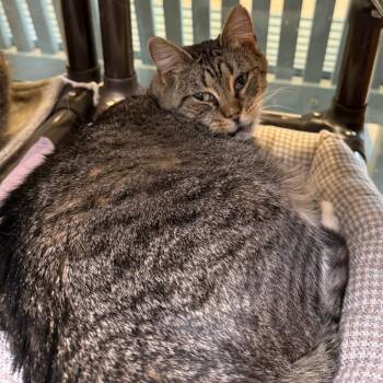 Toungsten - #23-262 -  Domestic Short Hair Cat for Adoption in Branford, Connecticut - Toungsten - #23-262 | PetCurious