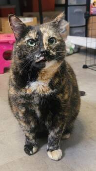 Whiskers -  Domestic Short Hair Cat for Adoption in West Chester, Pennsylvania - Whiskers | PetCurious