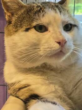 Domestic Short Hair Cats Available for Adoption in Cambridge, Maryland - Leon | PetCurious
