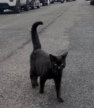 Domestic Short Hair Cats Available for Adoption - Zayne | PetCurious