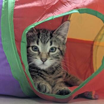 Catmando -  Domestic Short Hair Cat for Adoption in Fenton, Michigan - Catmando | PetCurious