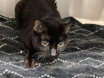 LAURELINE -  Domestic Short Hair Cat for Adoption in Tustin, California - LAURELINE | PetCurious