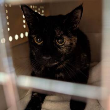 Trinity -  Domestic Short Hair Cat for Adoption in Fairport, New York - Trinity | PetCurious