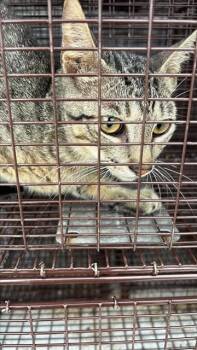 A657424 -  Domestic Short Hair Cat for Adoption in Houston, Texas - A657424 | PetCurious
