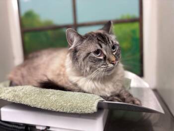 DOJA CAT -  Maine Coon and Ragdoll Cat for Adoption in Houston, Texas - DOJA CAT | PetCurious