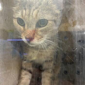 Starshine -  Domestic Short Hair Cat for Adoption in Philadelphia, Pennsylvania - Starshine | PetCurious