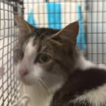 Justina -  Domestic Medium Hair Cat for Adoption in Des Moines, Iowa - Justina | PetCurious