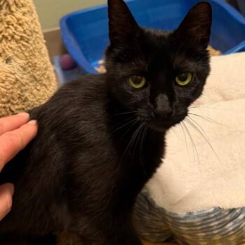 Pixie -  Domestic Short Hair Cat for Adoption in Middlebury, Vermont - Pixie | PetCurious