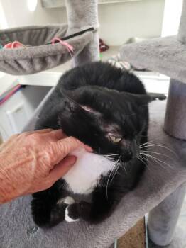 Domestic Short Hair Cats Available for Adoption in Tombstone, Arizona - Nola | PetCurious