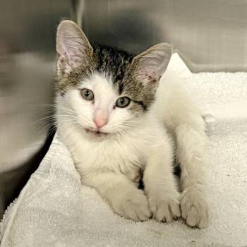 Domestic Short Hair Cats Available for Adoption in Baltimore, Maryland - Erfy | PetCurious