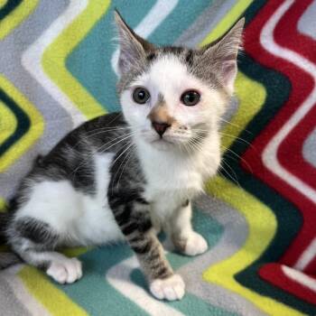 Claire -  Domestic Short Hair Cat for Adoption in Mt. Juliet, Tennessee - Claire | PetCurious