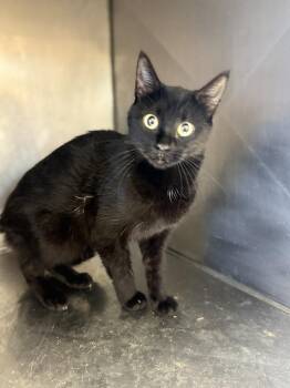 Domestic Short Hair Cats Available for Adoption - Ansleigh 23C-0200 | PetCurious