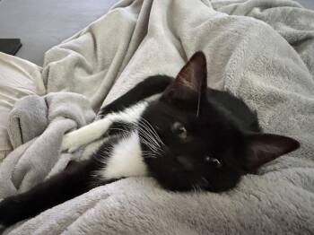 Domestic Short Hair Cats Available for Adoption - Bitsy (w/Mitzi) | PetCurious