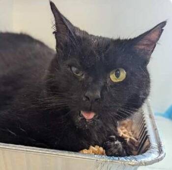 Pismo -  Domestic Short Hair Cat for Adoption in Ogden, Utah - Pismo | PetCurious