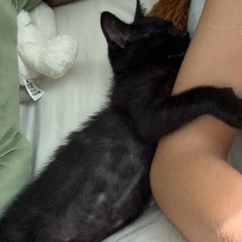 Moggy -  Domestic Short Hair Cat for Adoption in Los Angeles, California - Moggy | PetCurious